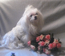 Here comes the bride