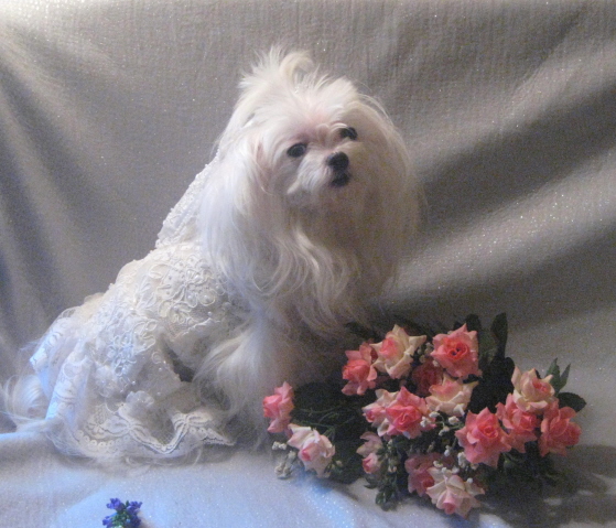 Here comes the bride