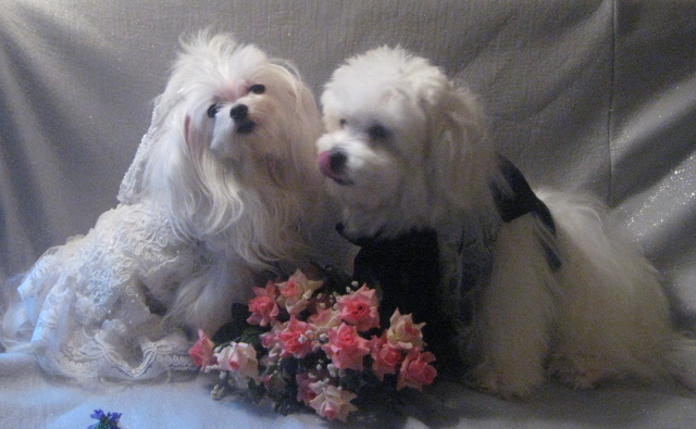 Introducing the bride and groom