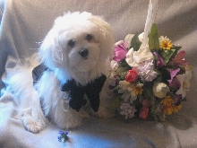 The Groom