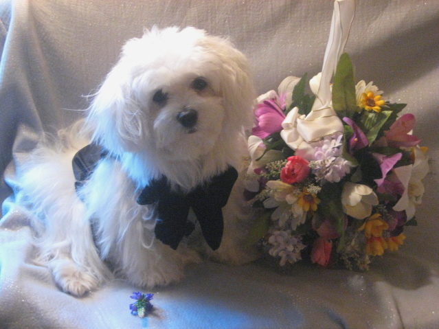 The Groom