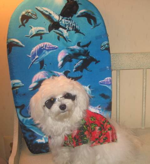 Surfer Dude