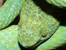 Bothriechis marchi