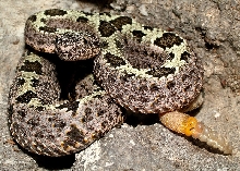 Crotalus lepidus klauberi