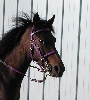 MS Bridle
