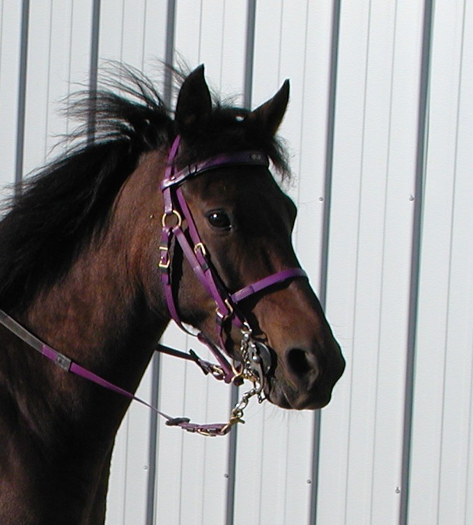 MS Bridle