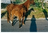 Little Colts --