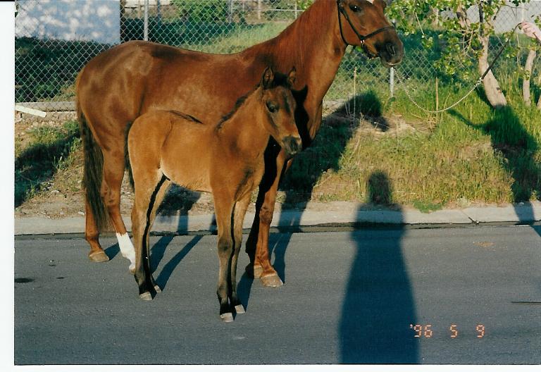 Little Colts --