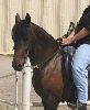 El Principe
