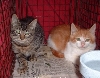 2ferals