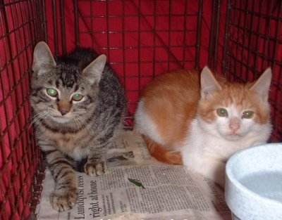 2ferals
