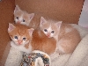 3 muskateers