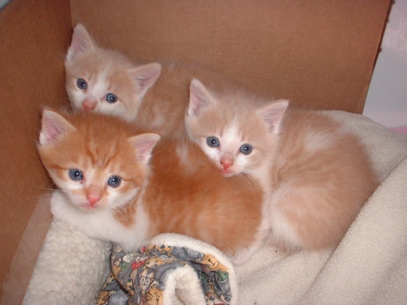 3 muskateers