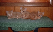 3onshelf