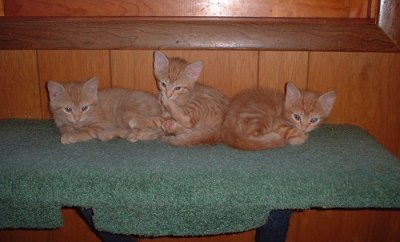 3onshelf