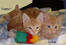 3orangekittens
