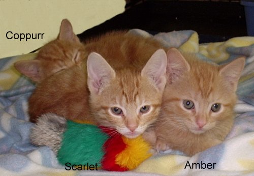 3orangekittens