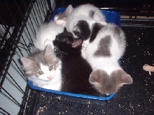 5 in a box