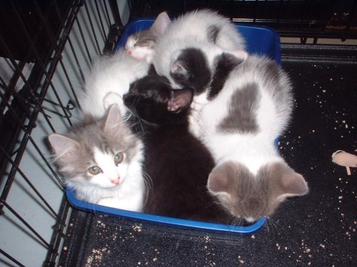5 in a box