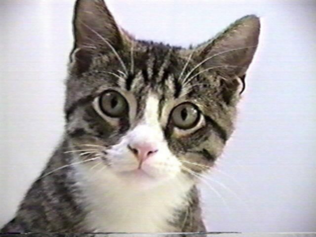 Chancey