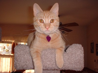 kingriley