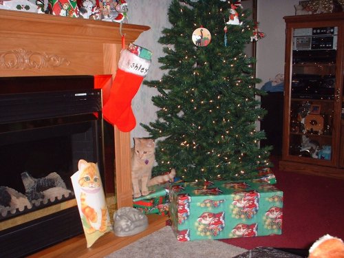 rileyunderthetree