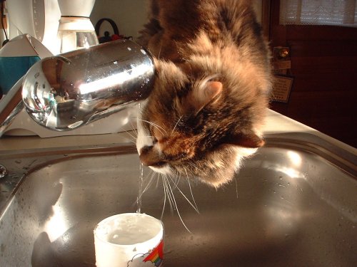 MaddieDrinkWater