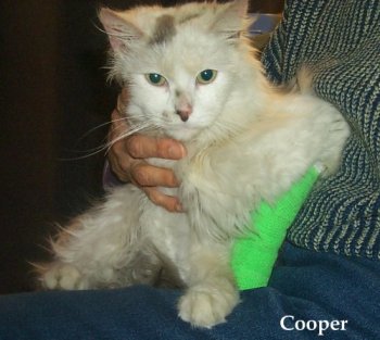 firecat3