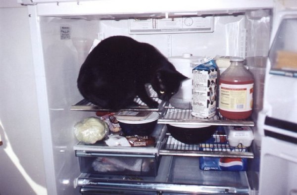 fridgecasey