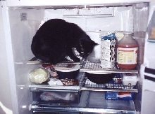 fridge