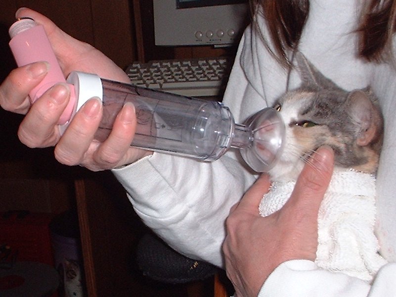 meadow inhaled meds