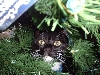 kitmas harley