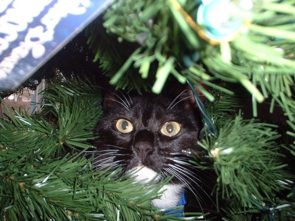 kitmas harley