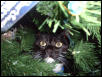 kitmas tree harley