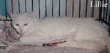 lillie3