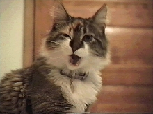 maddie yawn