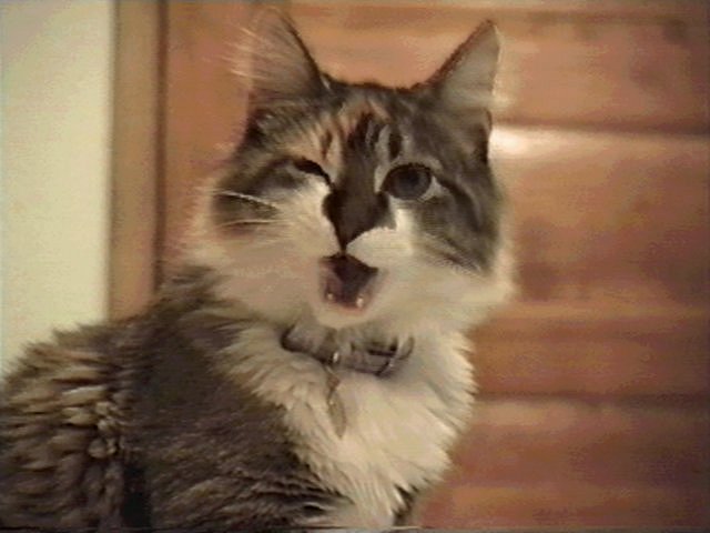 maddie yawn