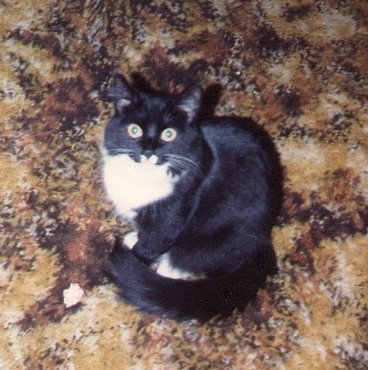Mittens