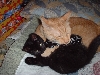 riley and fosterkit