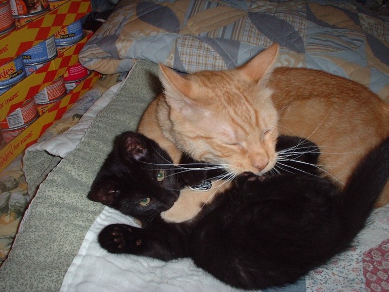 riley and fosterkit