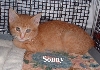 sonny