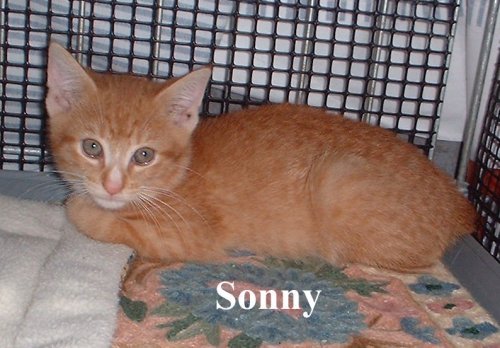 sonny