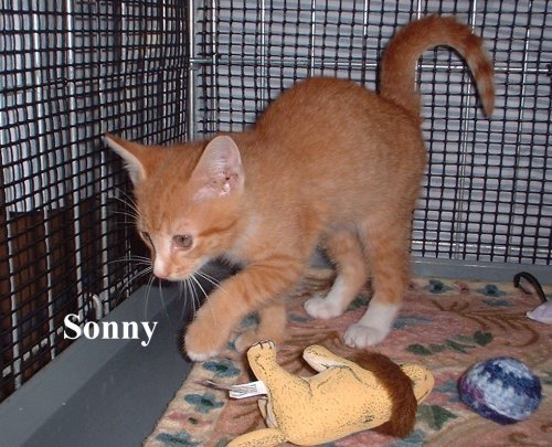 sonny2
