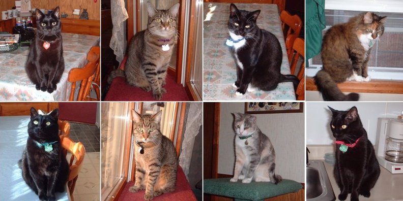 The Crew all 8