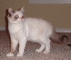 tikki update 2