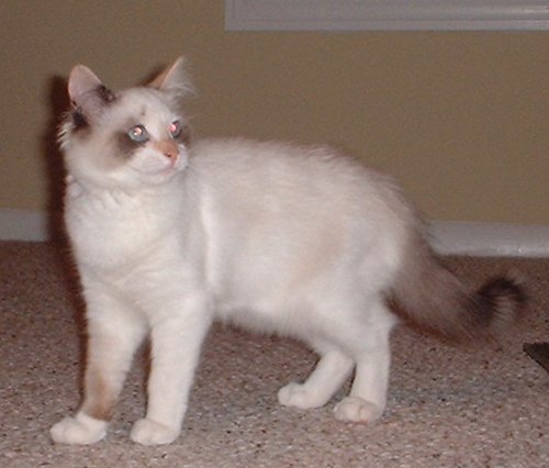 tikki update 2