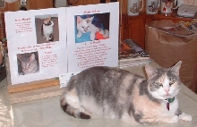 adoptions