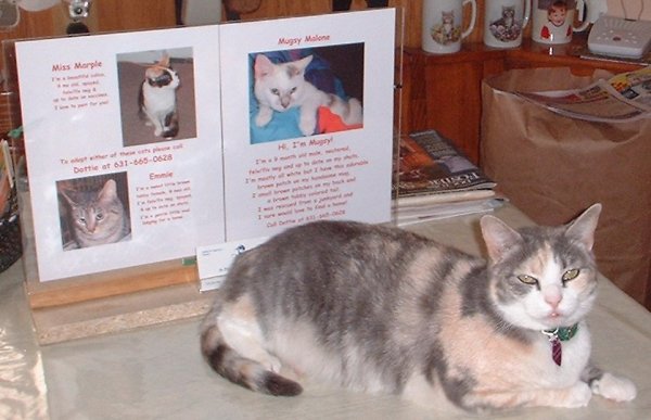adoptions