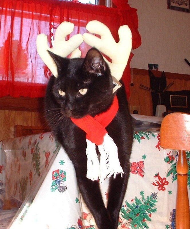 antlers