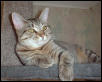 ashleycatnip